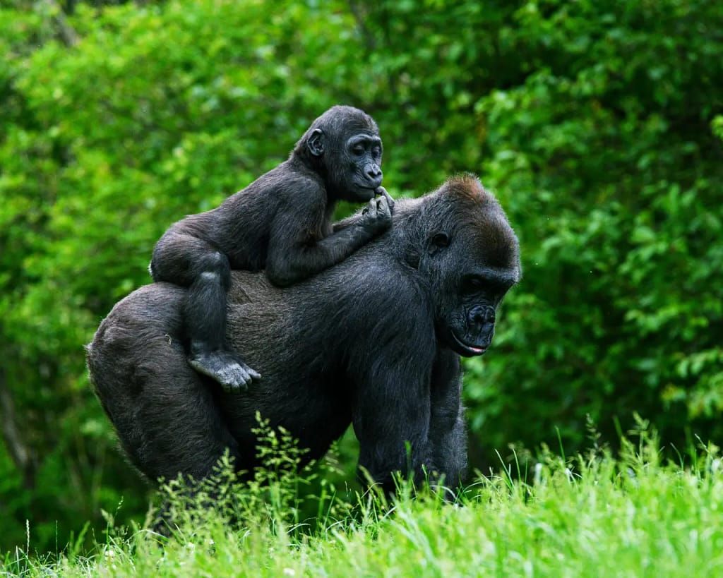 ২০২৬ সালে ভিসা ছাড়া বাংলাদেশিদের জন্য ভ্রমণযোগ্য দেশের তালিকা